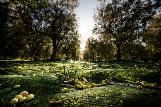 Nel cuore della Terra delle Gravine fare olio è una missione per fare cultura